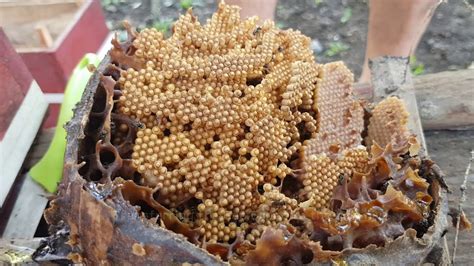 (PDF) STINGLESS BEES IN PHILIPPINES .